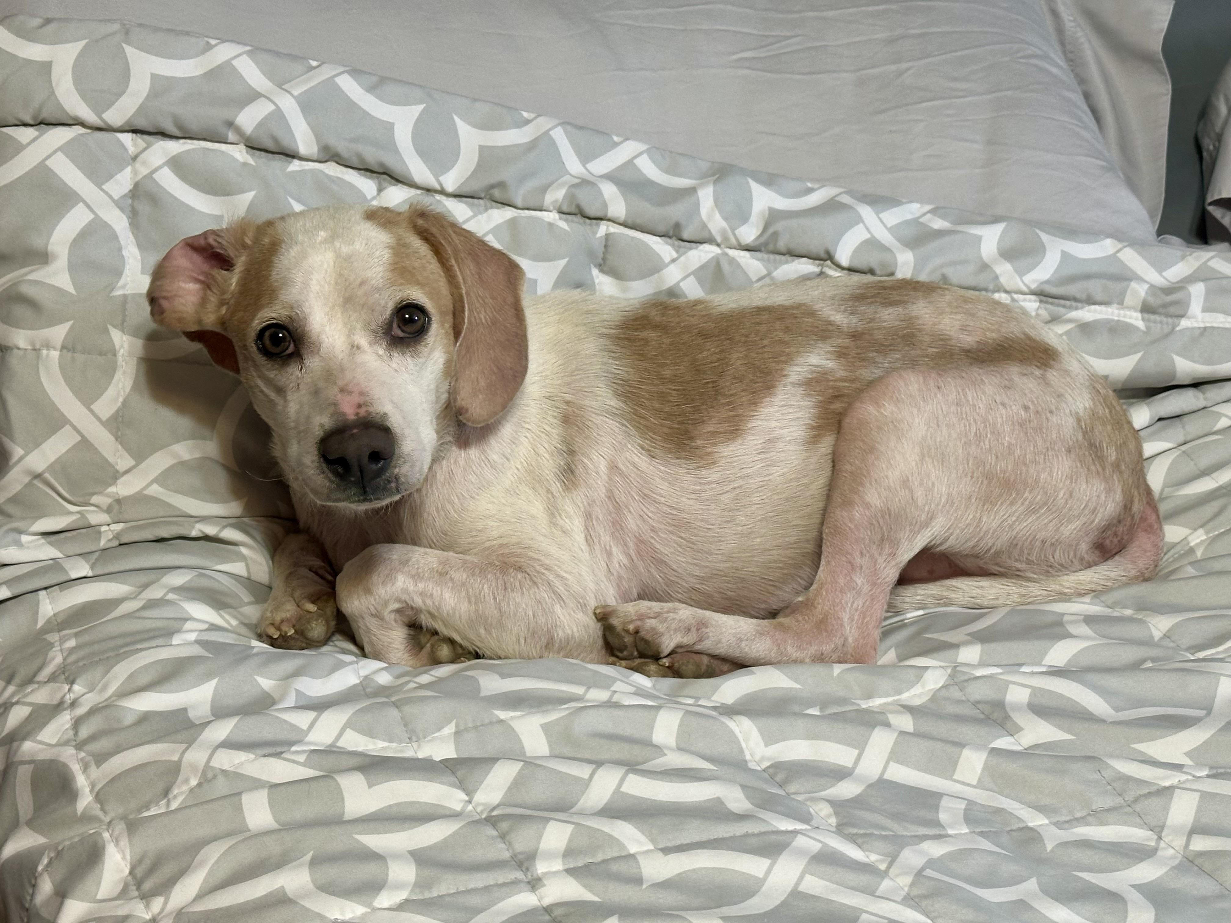 Enlarge Henry, a ADOPTABLE Beagle in Jeffersonville, IN image 4/4