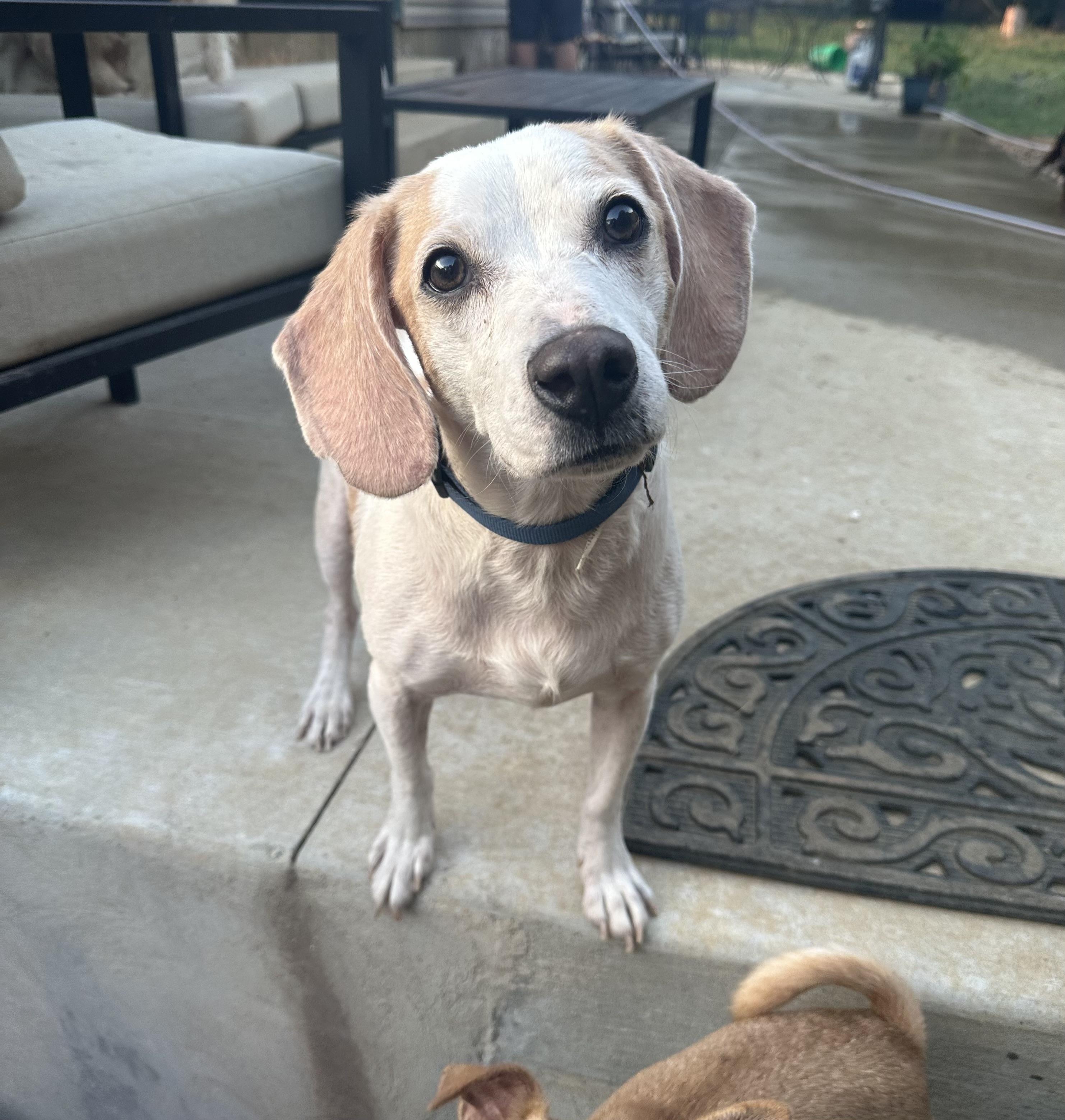 Enlarge Henry, a ADOPTABLE Beagle in Jeffersonville, IN image 1/4