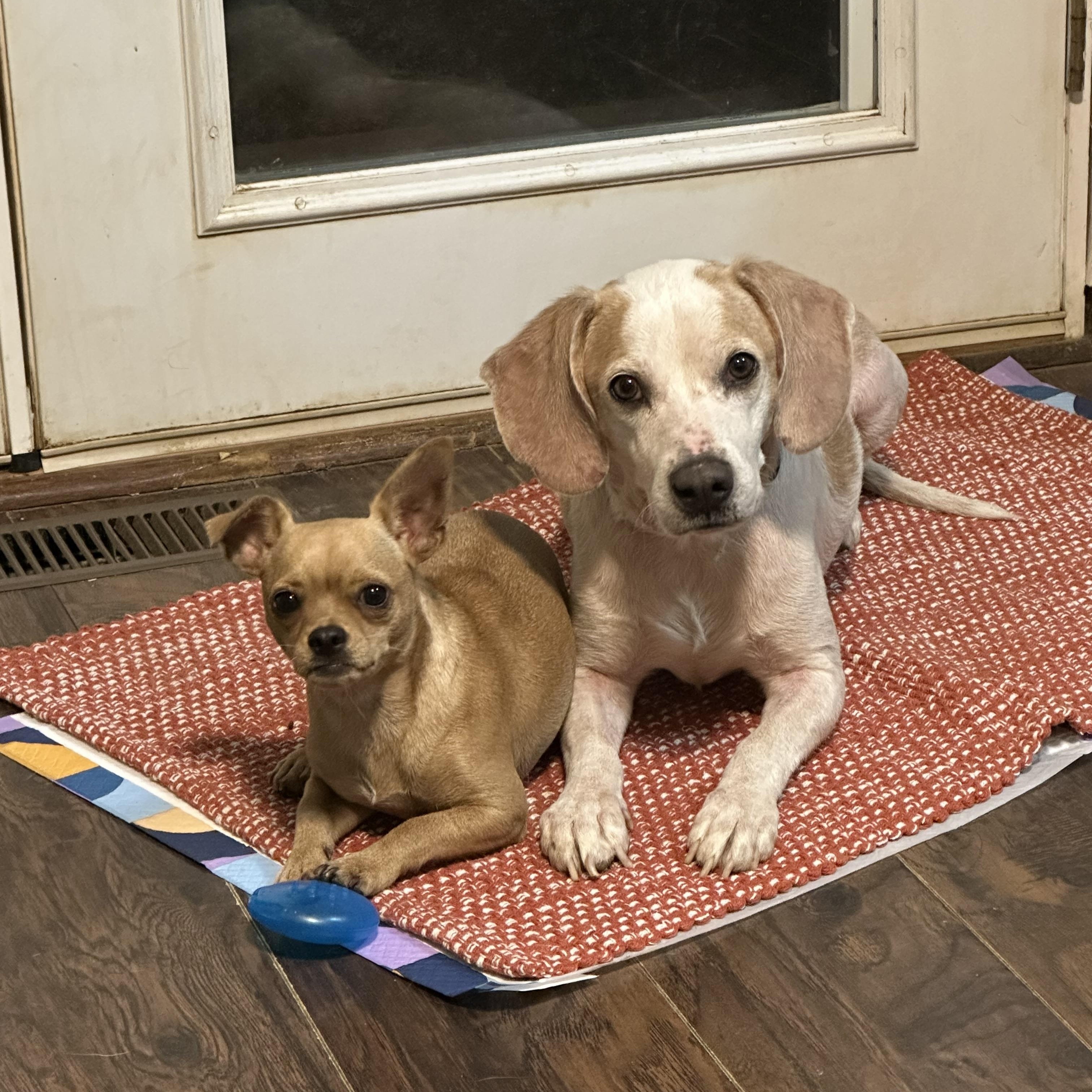 Enlarge Henry, a ADOPTABLE Beagle in Jeffersonville, IN image 3/4
