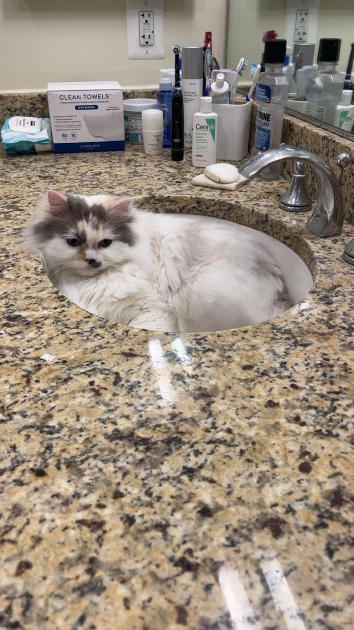 Enlarge Oia , a Adoptable mixed breed in Somerset, NJ image 5/5