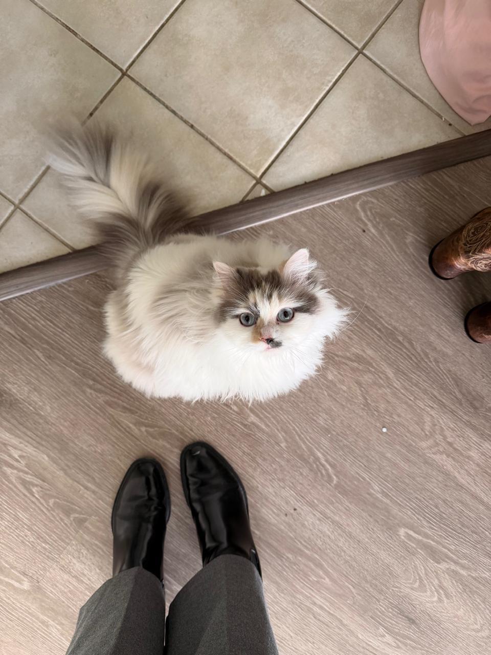 Enlarge Oia , a Adoptable mixed breed in Somerset, NJ image 2/5