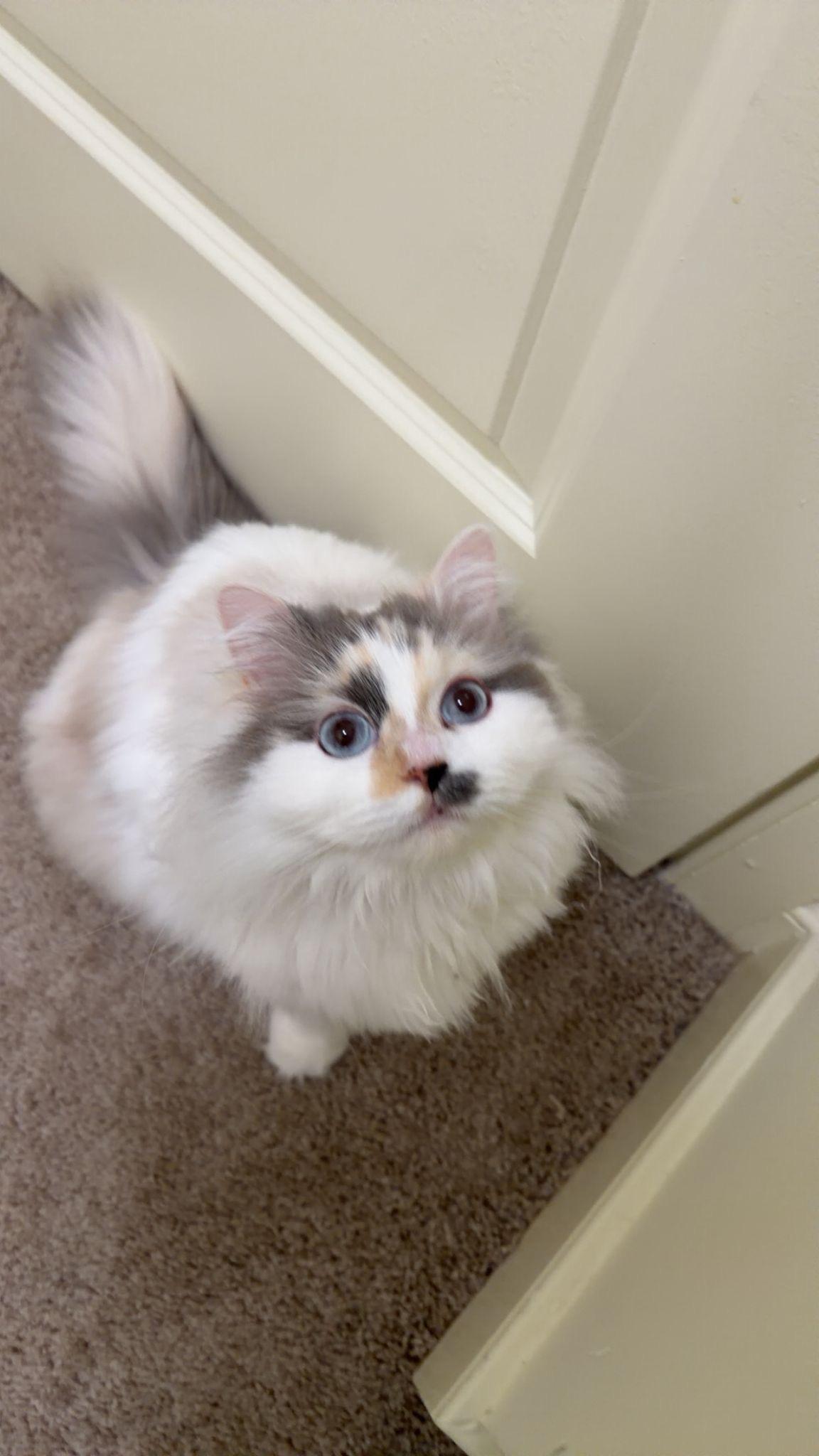 Enlarge Oia , a Adoptable mixed breed in Somerset, NJ image 4/5