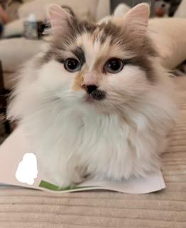 Oia , Adoptable, Adult Female Ragdoll & Persian.