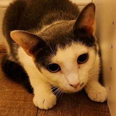 Bandit, ADOPTABLE, Young Female Domestic Short Hair.