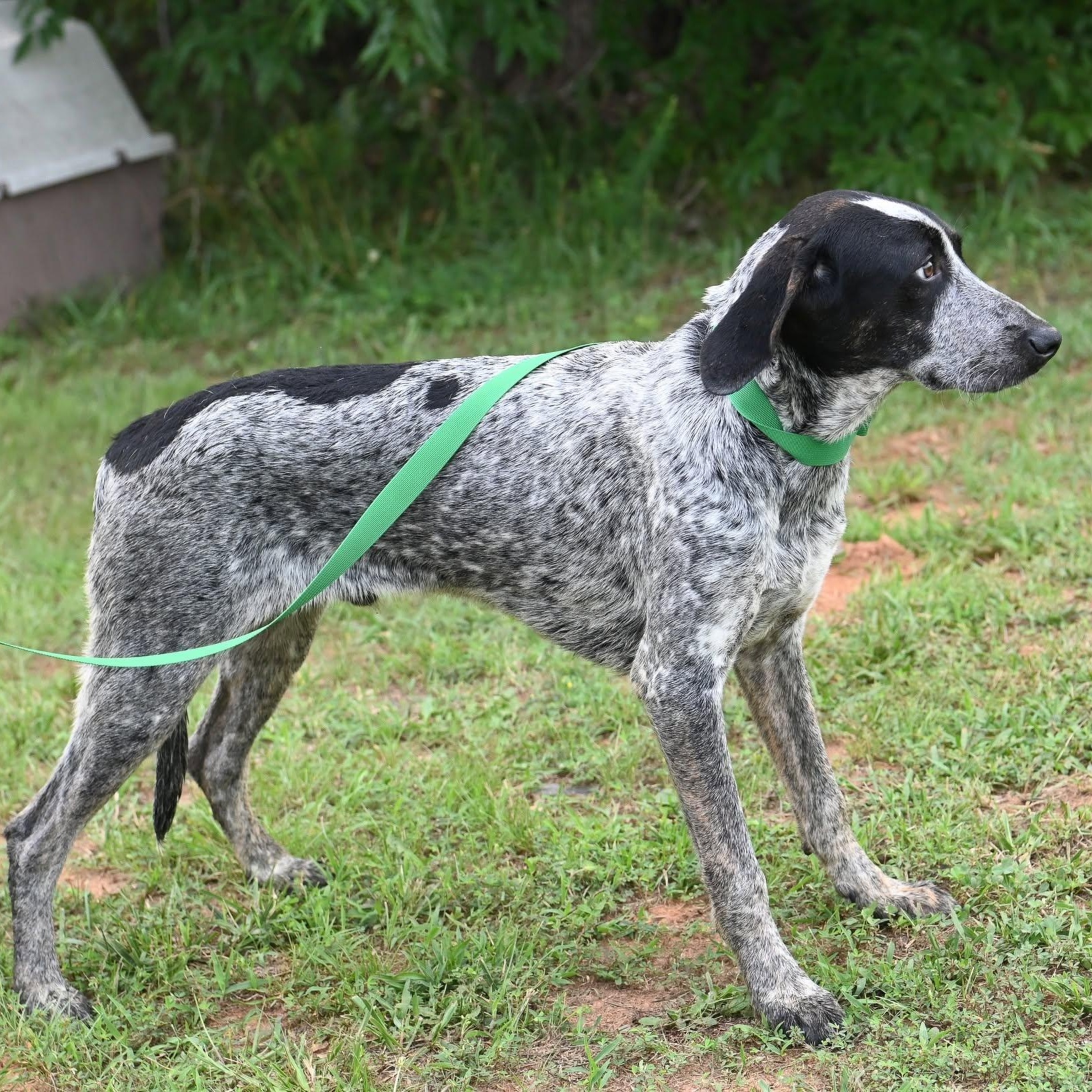 Enlarge William, a ADOPTABLE mixed breed in Cumberland , VA image 4/5
