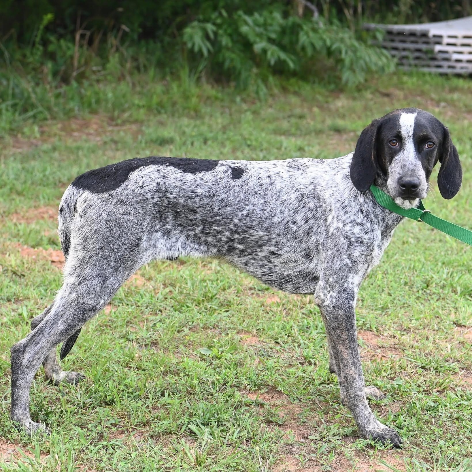 Enlarge William, a ADOPTABLE mixed breed in Cumberland , VA image 3/5