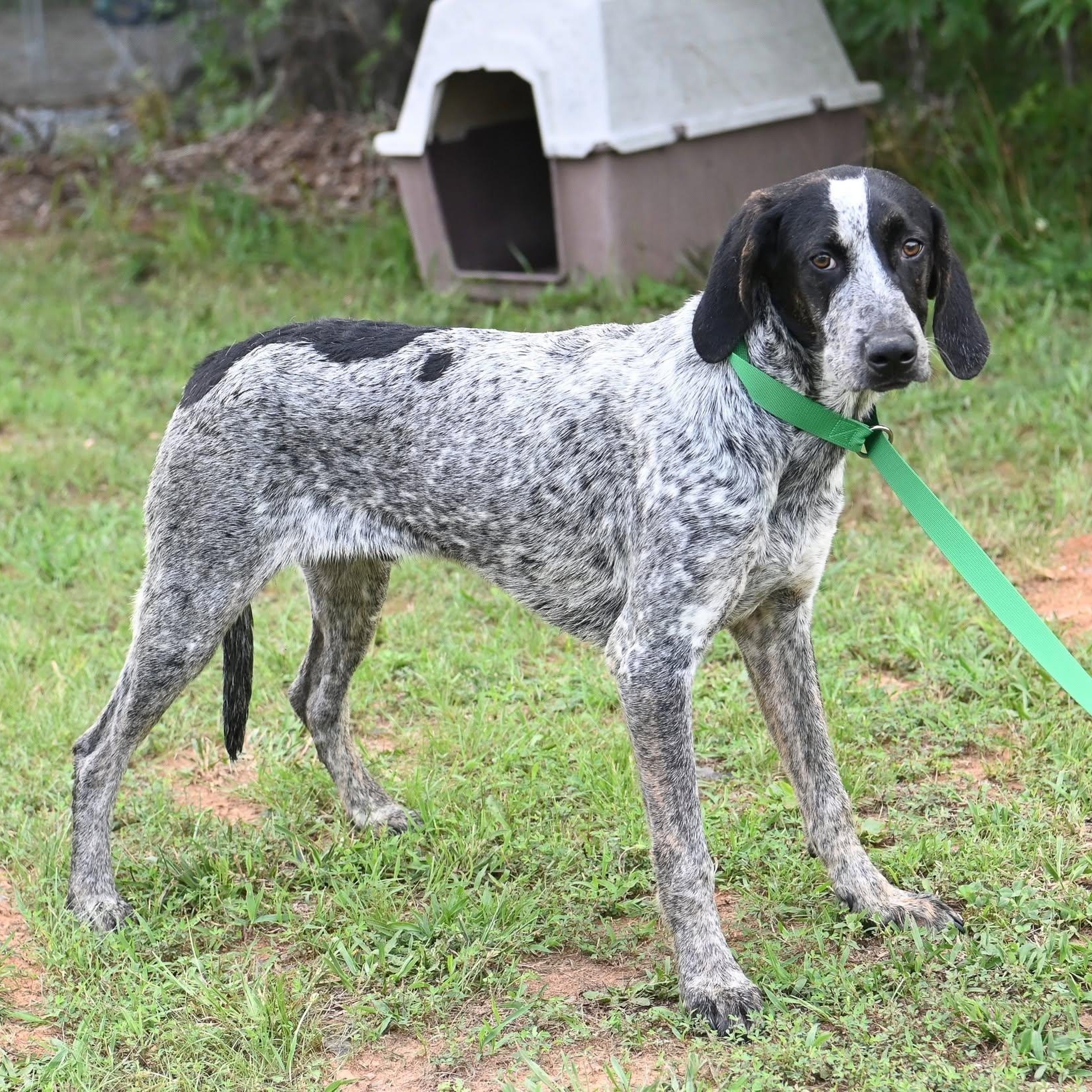 William, ADOPTABLE, Young Male Bluetick Coonhound & German Shorthaired Pointer.