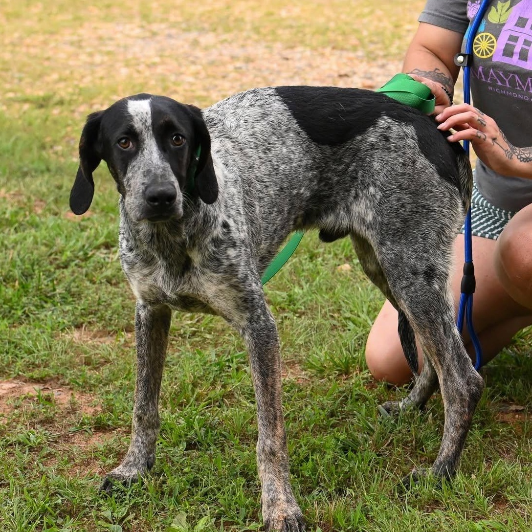 Enlarge William, a ADOPTABLE mixed breed in Cumberland , VA image 2/5