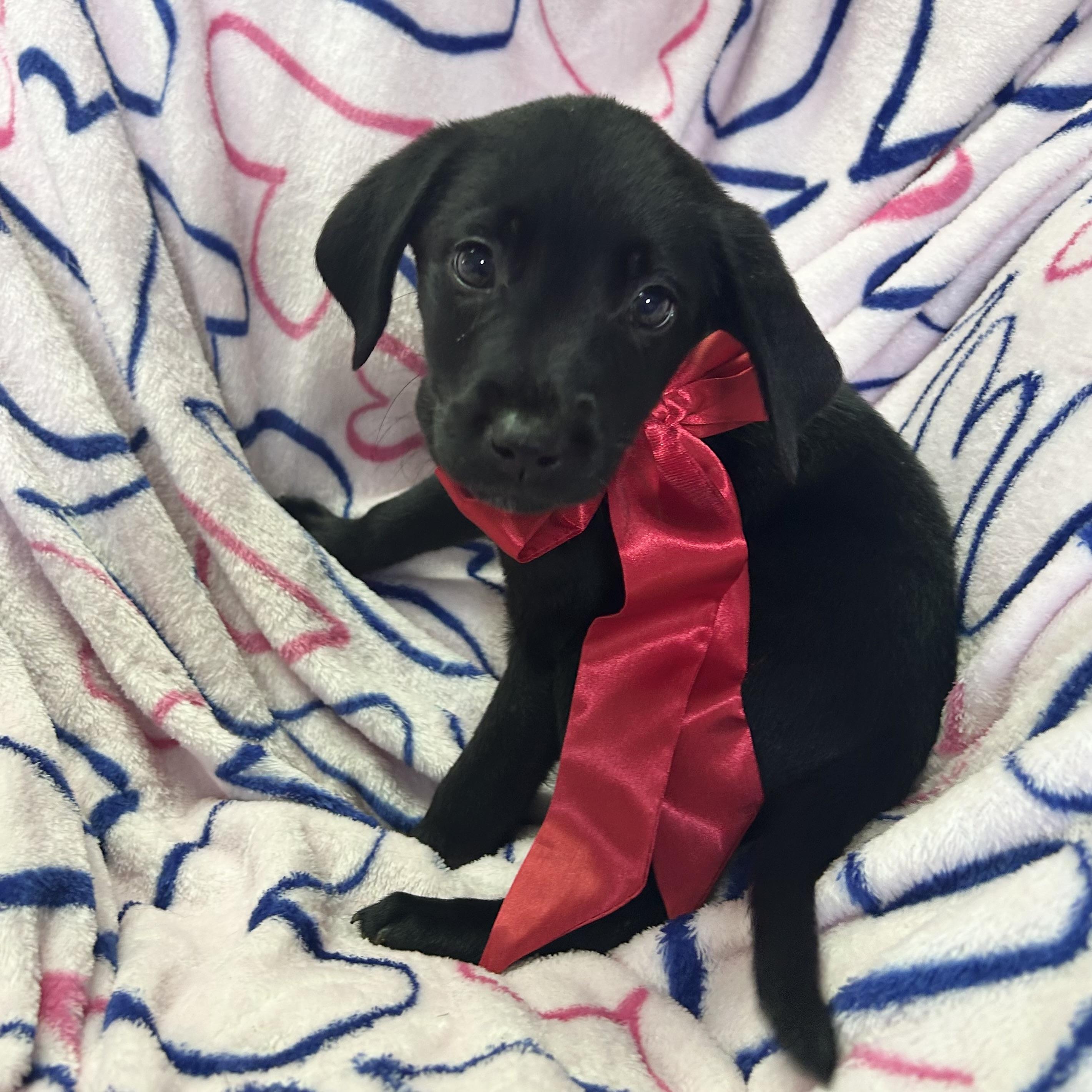 Enlarge Annabelle, an adopted mixed breed in Pensacola, FL image 1/1