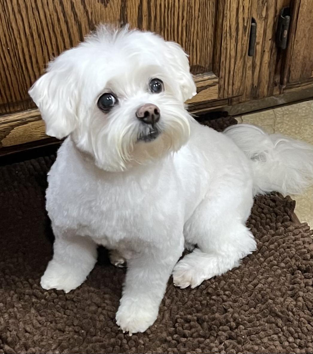 Bailey, ADOPTABLE, Adult Female Maltese.