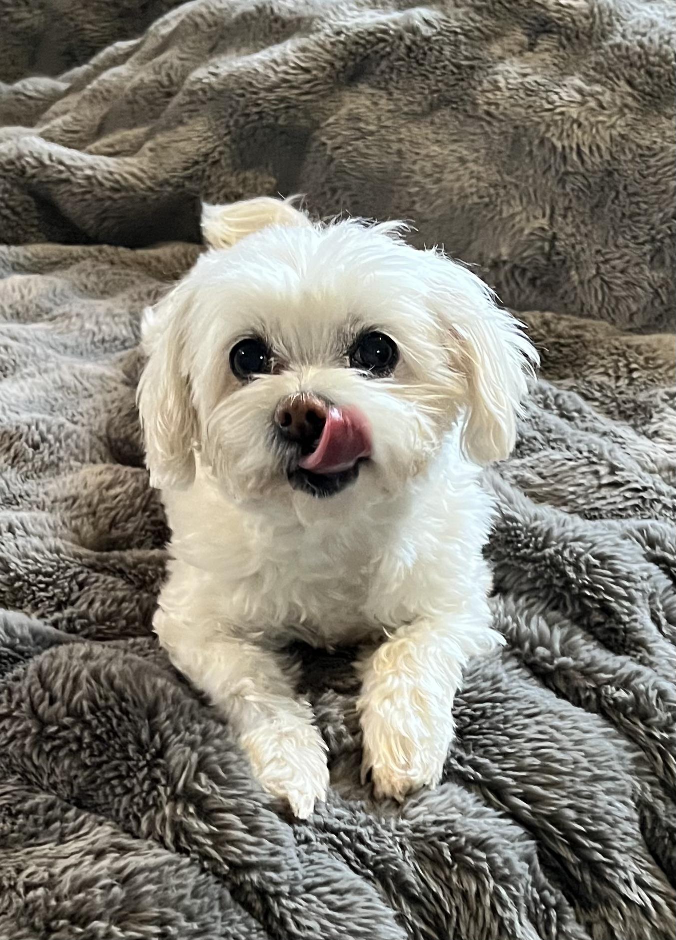 Enlarge Bailey, a ADOPTABLE Maltese in Encino, CA image 5/5