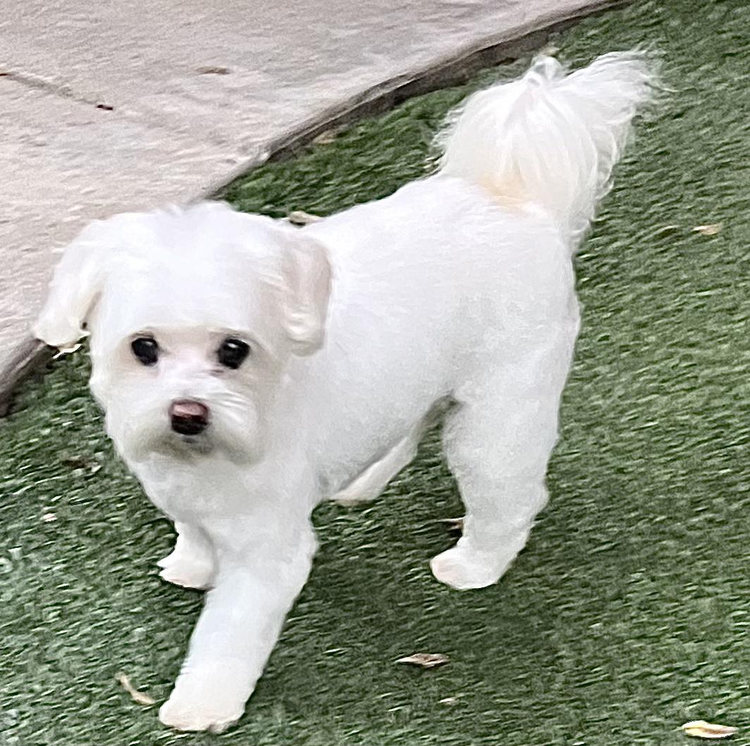 Enlarge Bailey, a ADOPTABLE Maltese in Encino, CA image 3/5