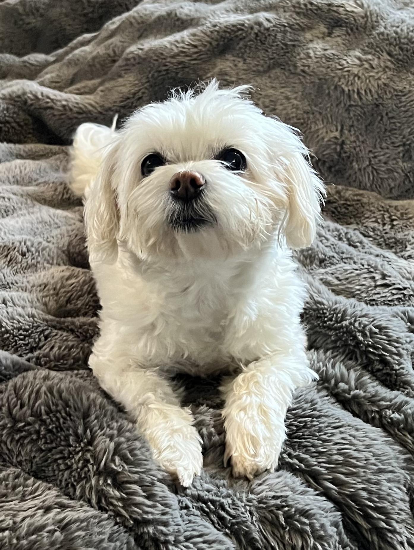Enlarge Bailey, a ADOPTABLE Maltese in Encino, CA image 4/5