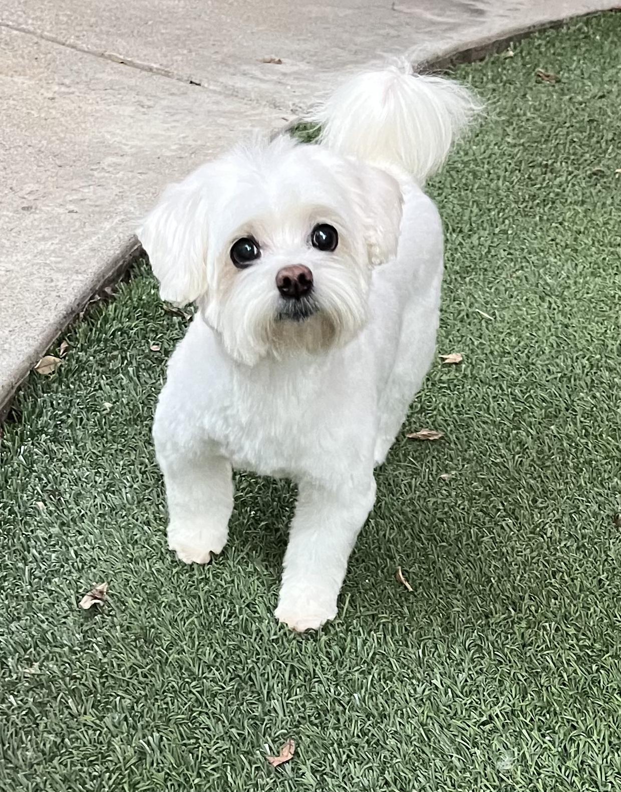 Enlarge Bailey, a ADOPTABLE Maltese in Encino, CA image 2/5