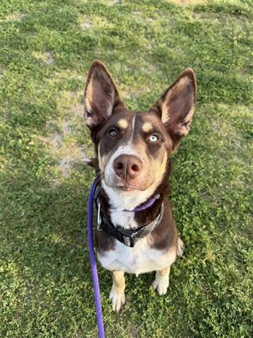 LOLA — thumbnail 2