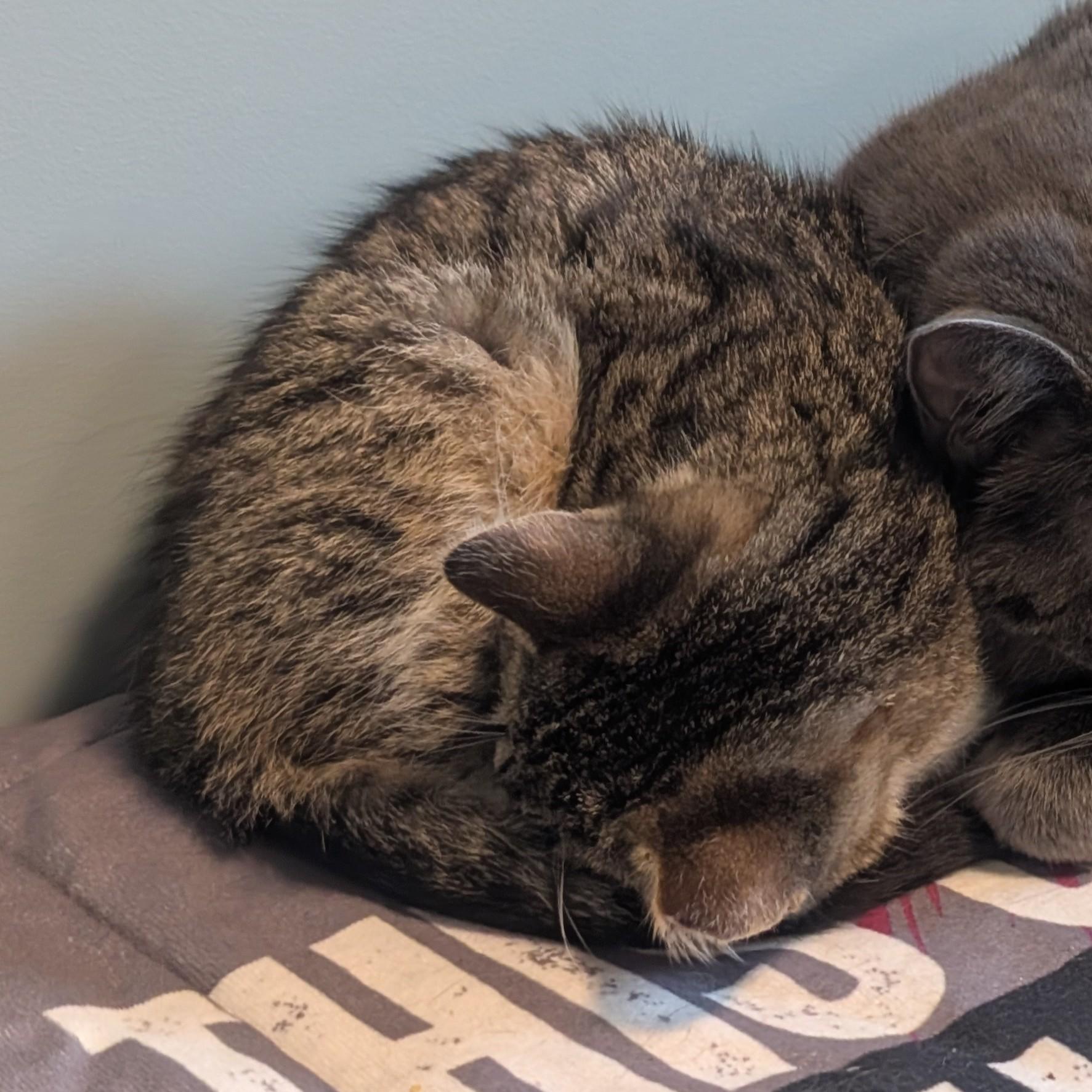 Mr. Boots, an adopted Domestic Short Hair in Quincy, OH image 5/6