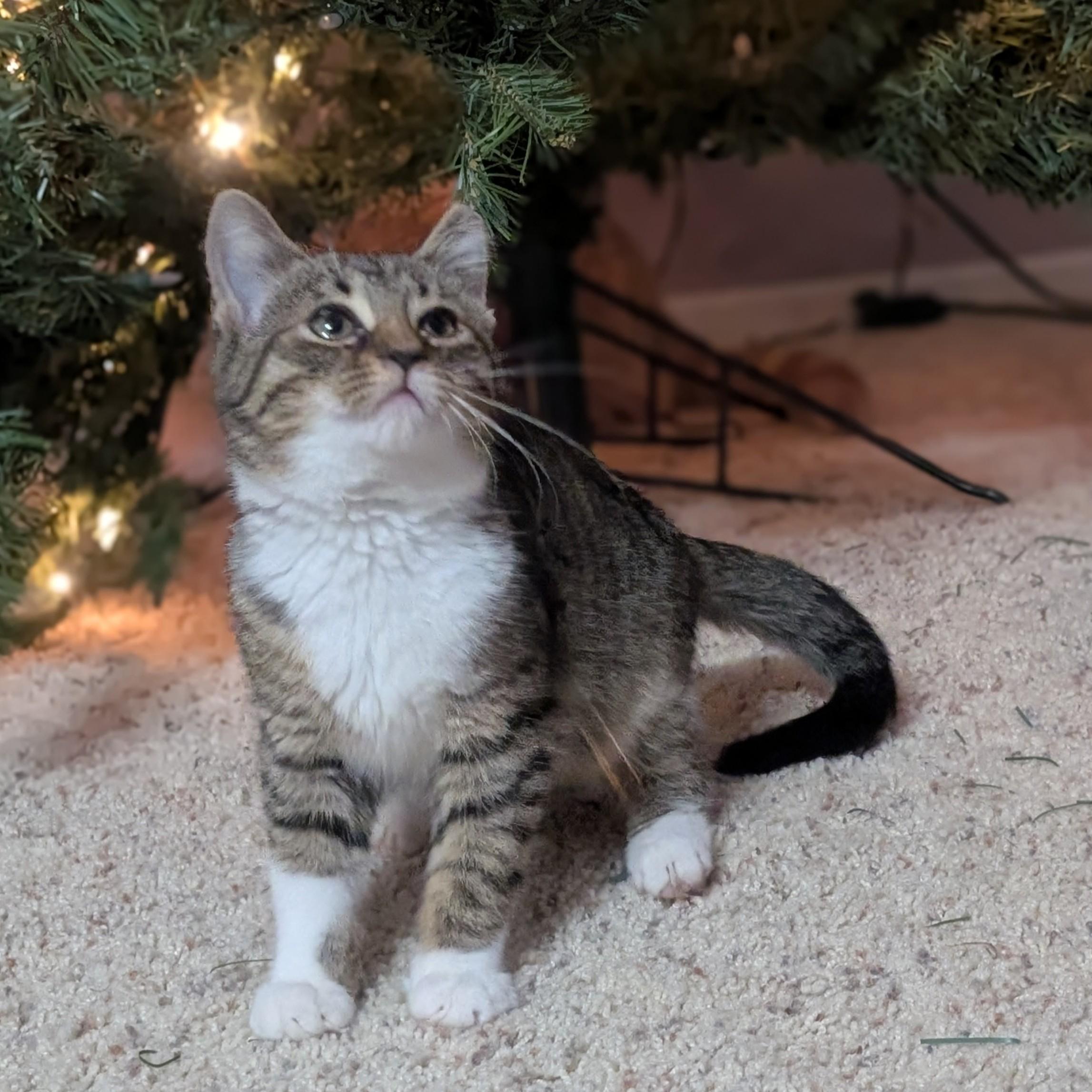 Mr. Boots, an adopted Domestic Short Hair in Quincy, OH image 1/6