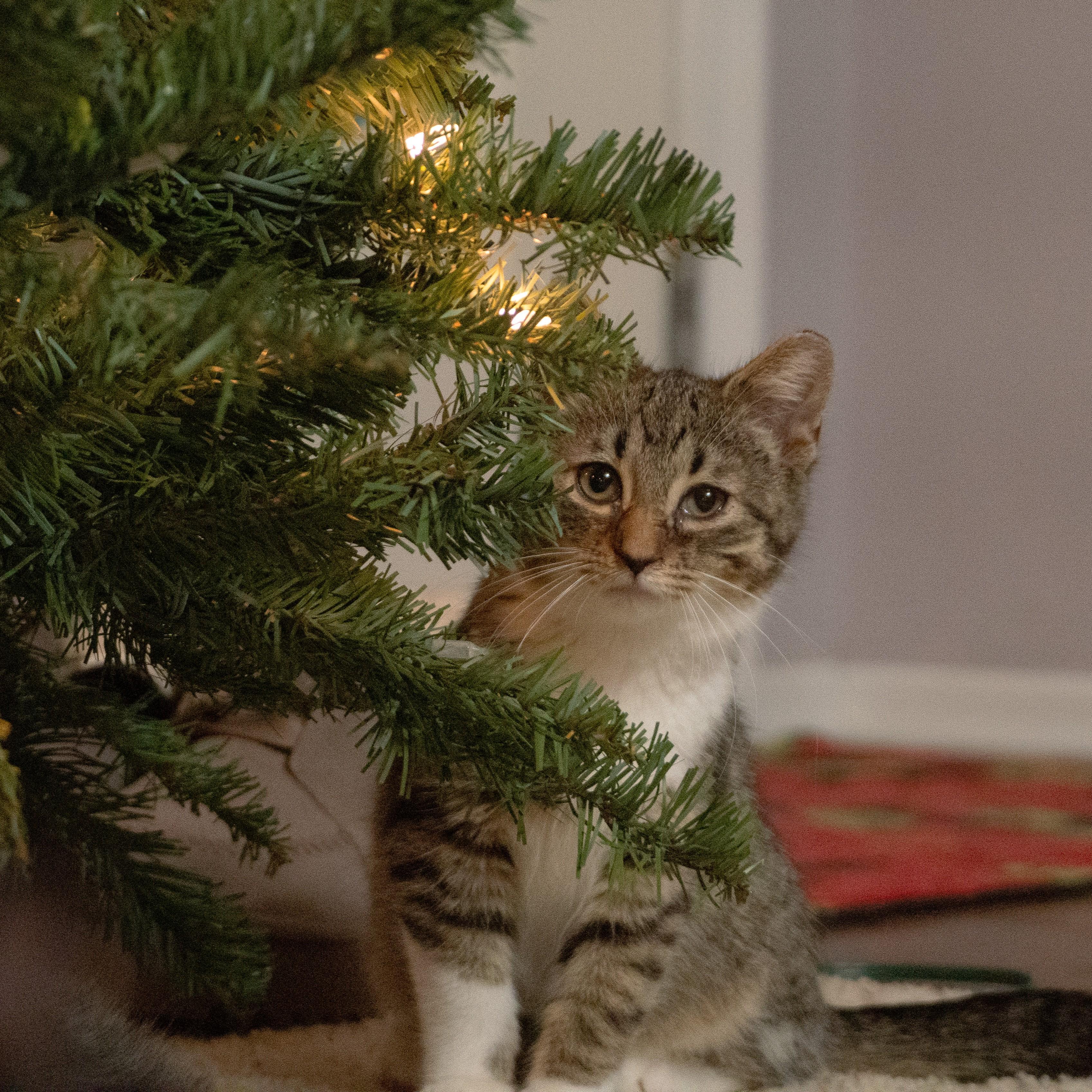 Mr. Boots, an adopted Domestic Short Hair in Quincy, OH image 2/6
