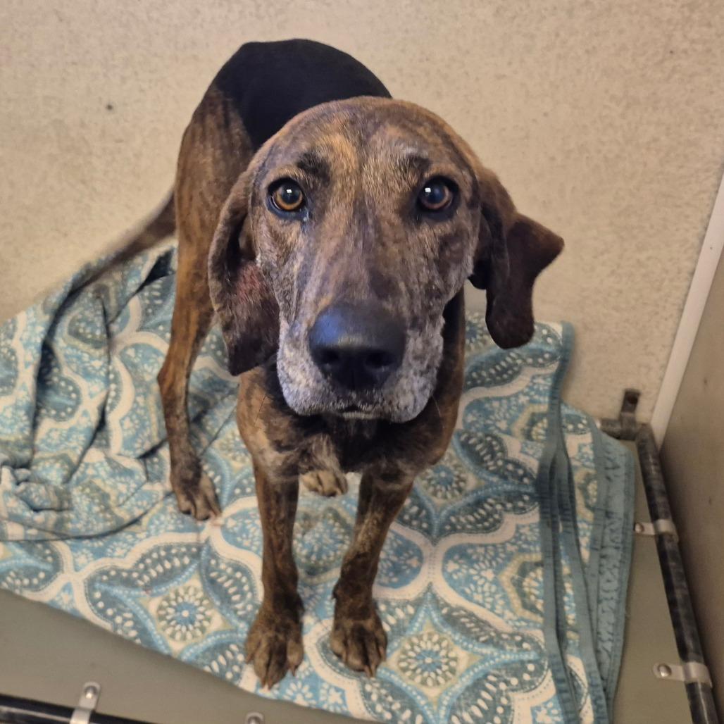 Thelma, a Adoptable Plott Hound in Milford, IA image 1/4