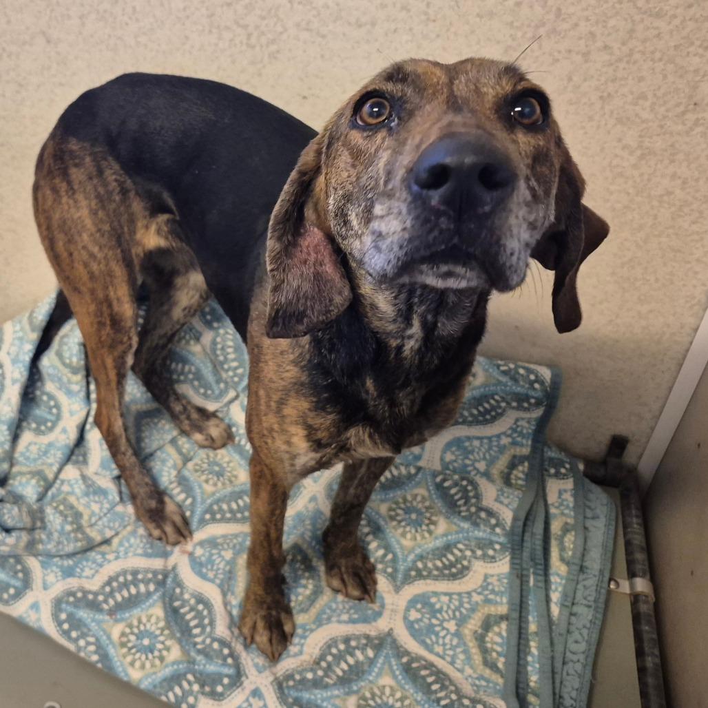Enlarge Thelma, a Adoptable Plott Hound in Milford, IA image 2/4