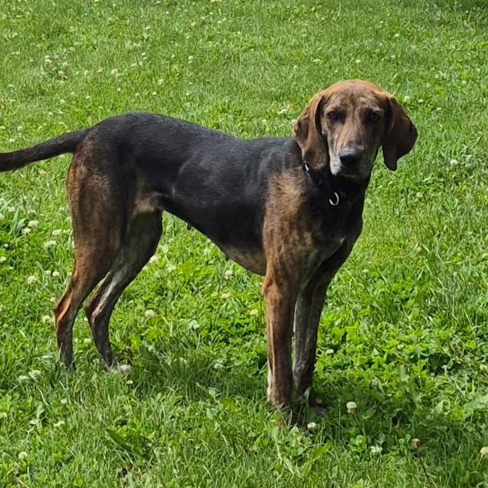 Enlarge Thelma, a Adoptable Plott Hound in Milford, IA image 3/4