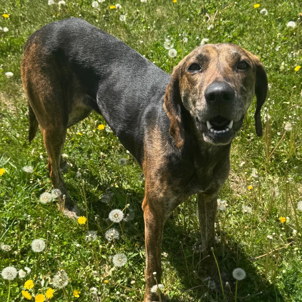 Enlarge Thelma, a Adoptable Plott Hound in Milford, IA image 4/4