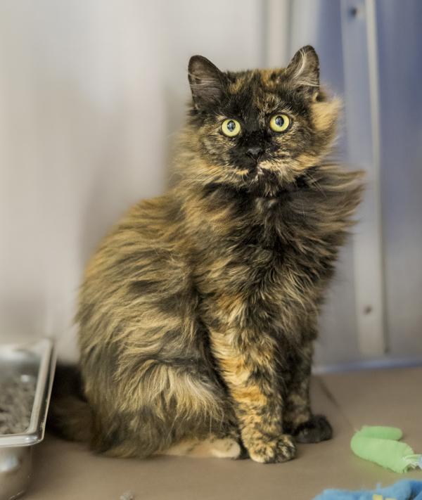 Enlarge Cherry, a Adoptable mixed breed in Kennewick, WA image 1/2