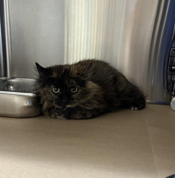 Enlarge Cherry, a Adoptable mixed breed in Kennewick, WA image 2/2