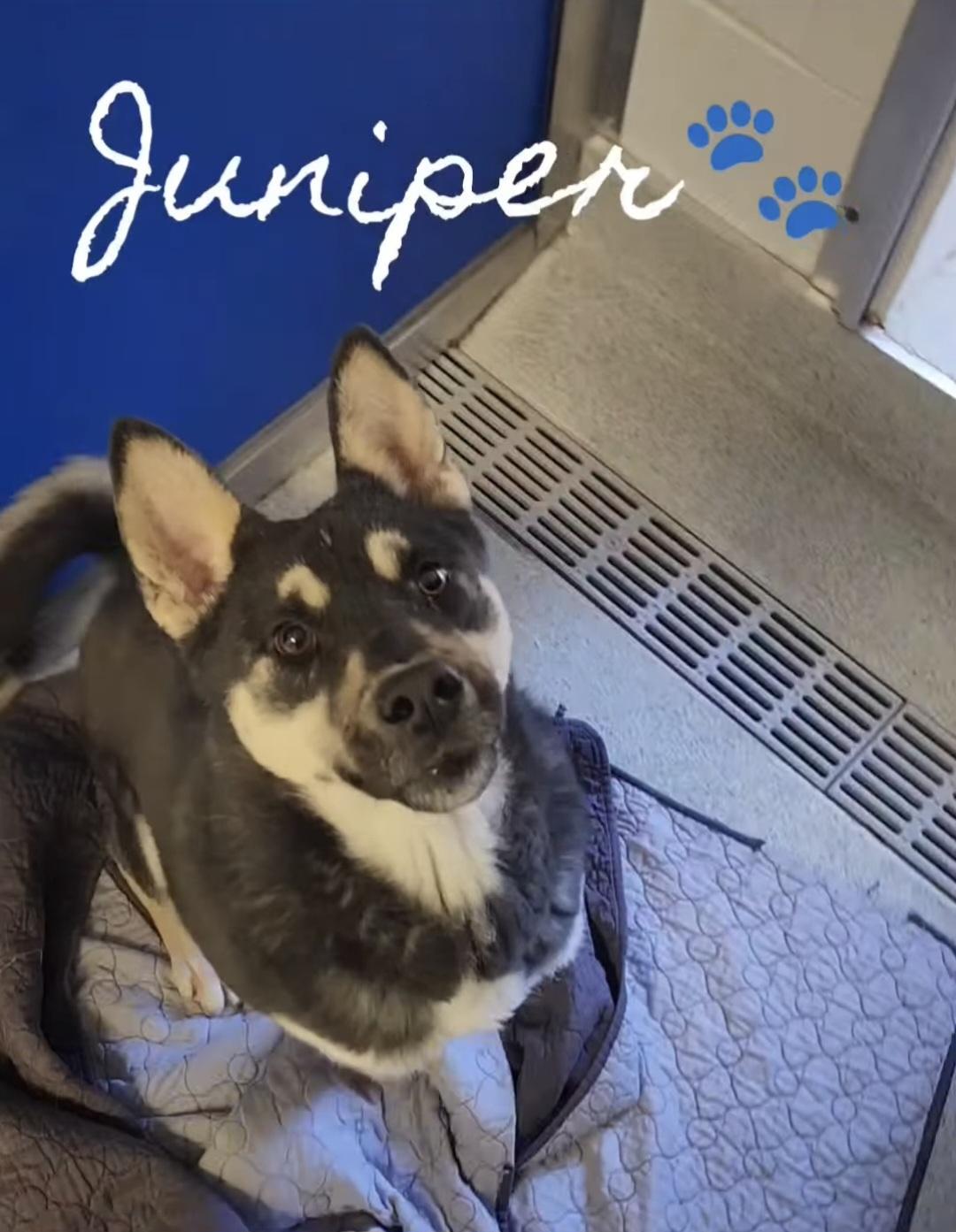 Enlarge Juniper, an adoptable mixed breed in Frankfort, KY image 4/4