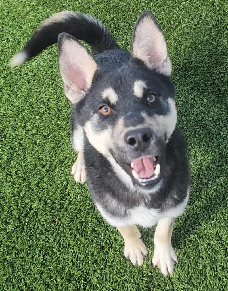 Enlarge Juniper, an adoptable mixed breed in Frankfort, KY image 1/4