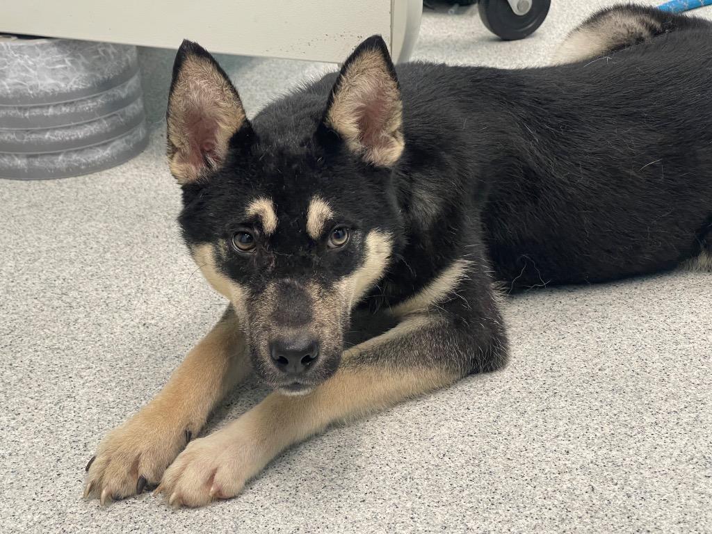 Enlarge Juniper, an adoptable mixed breed in Frankfort, KY image 2/4