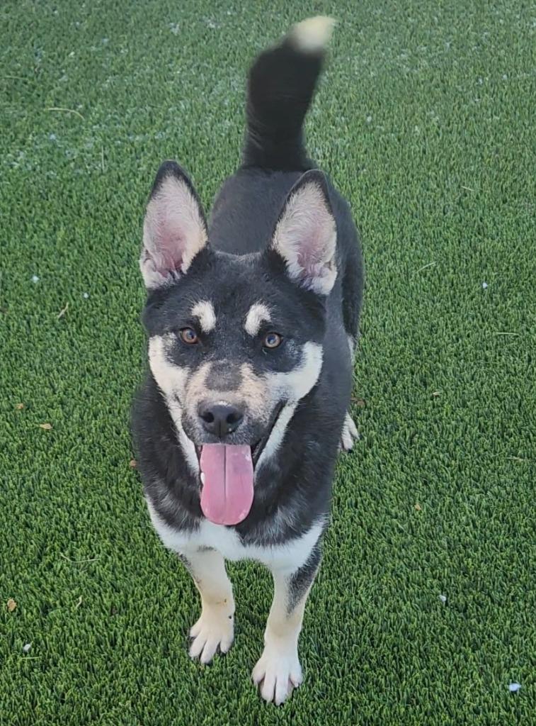 Enlarge Juniper, an adoptable mixed breed in Frankfort, KY image 3/4