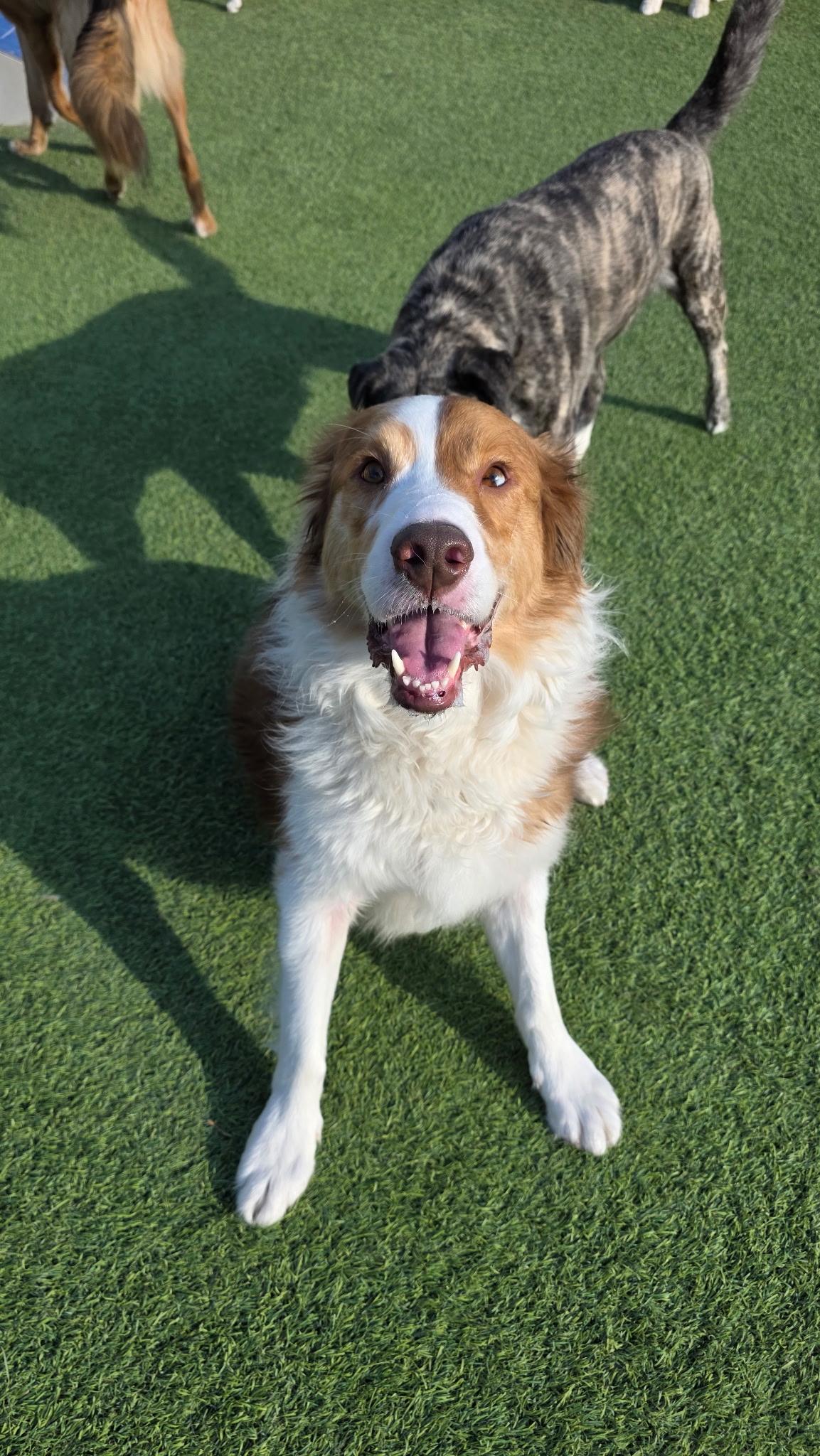 Derek, a ADOPTABLE Australian Shepherd in Aurora, IL image 5/6