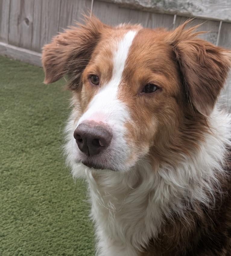 Derek, a ADOPTABLE Australian Shepherd in Aurora, IL image 2/6