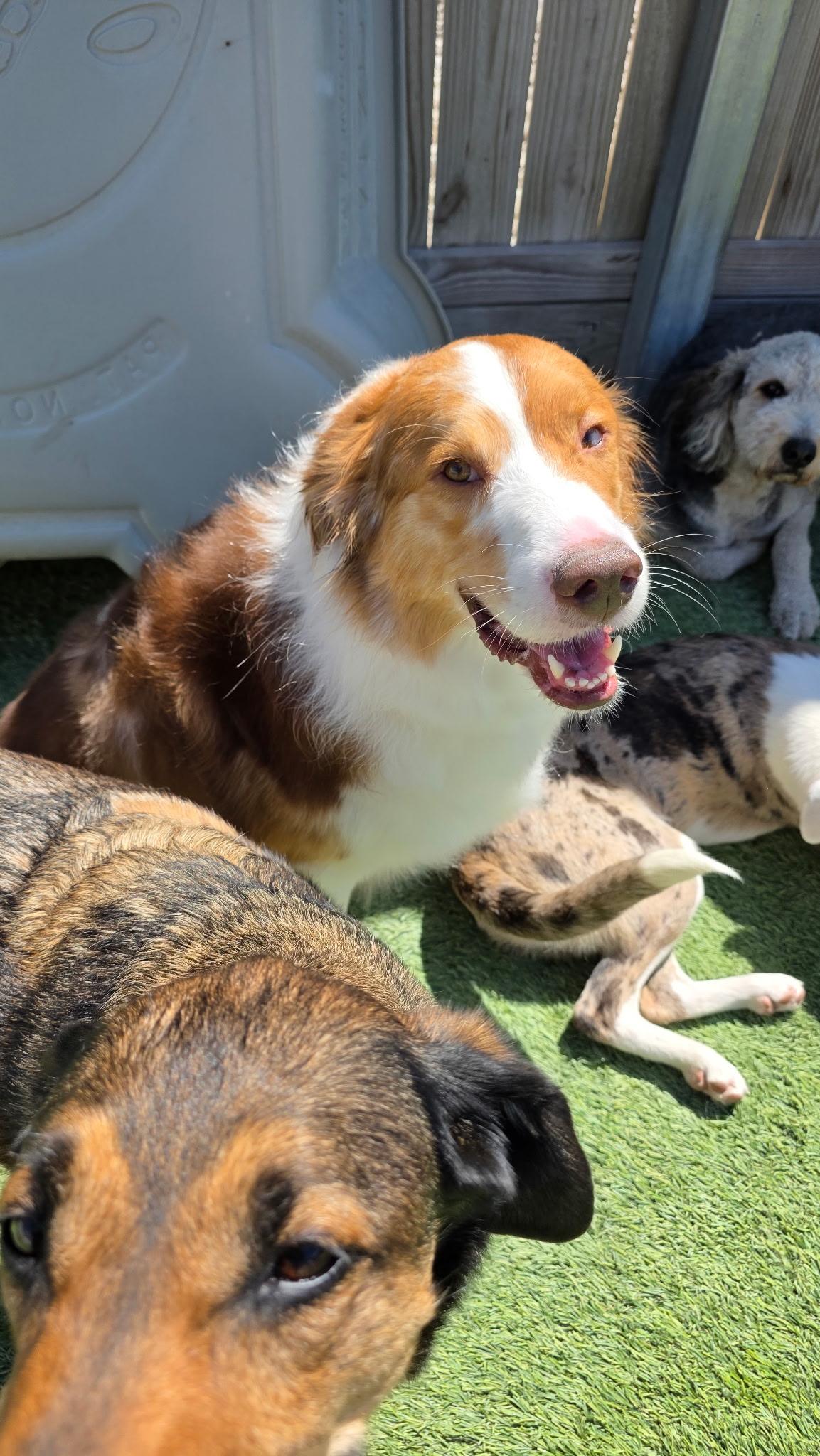 Derek, a ADOPTABLE Australian Shepherd in Aurora, IL image 4/6