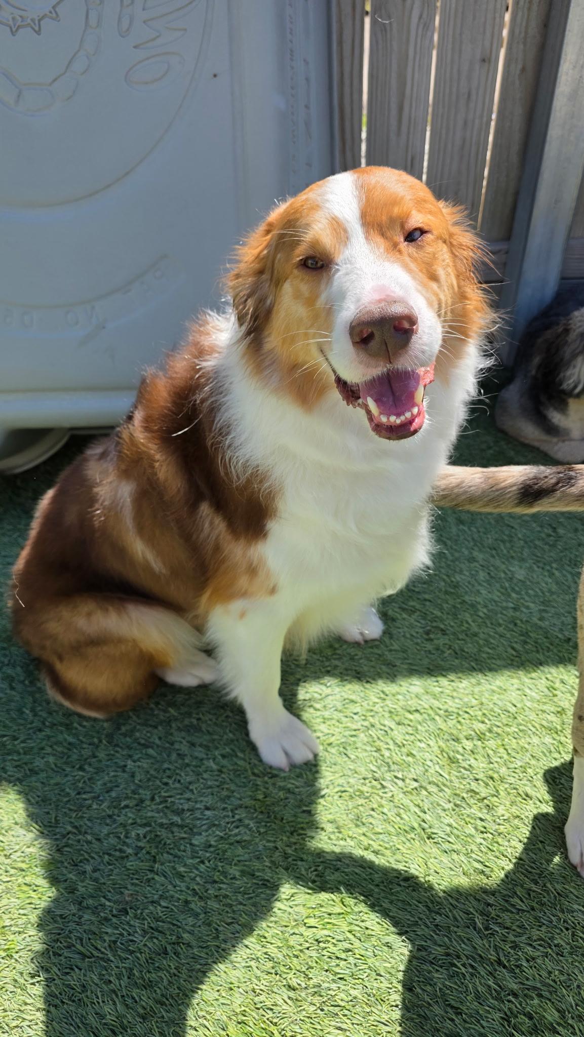 Derek, a ADOPTABLE Australian Shepherd in Aurora, IL image 1/6