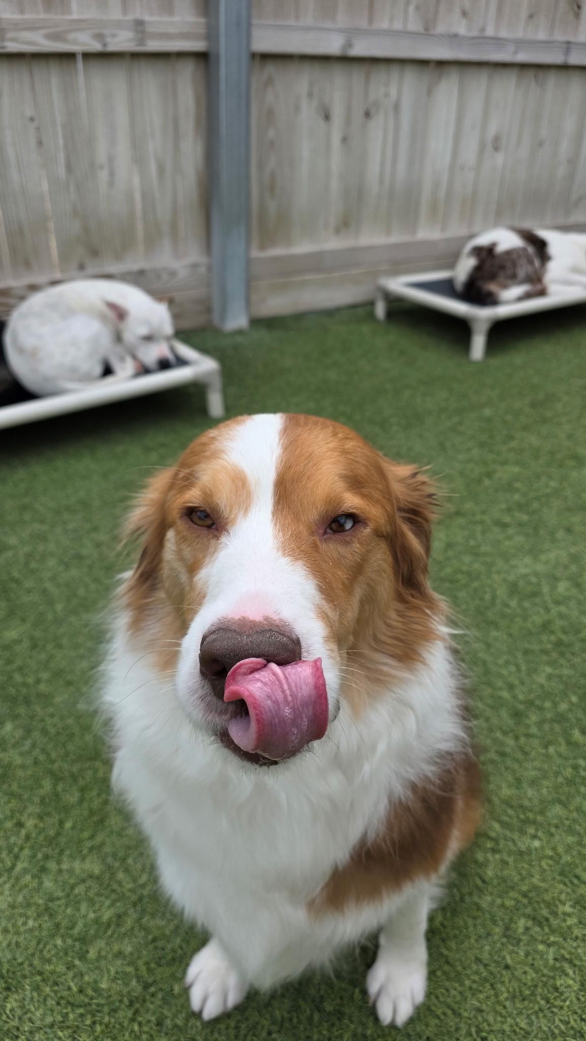 Derek, a ADOPTABLE Australian Shepherd in Aurora, IL image 3/6