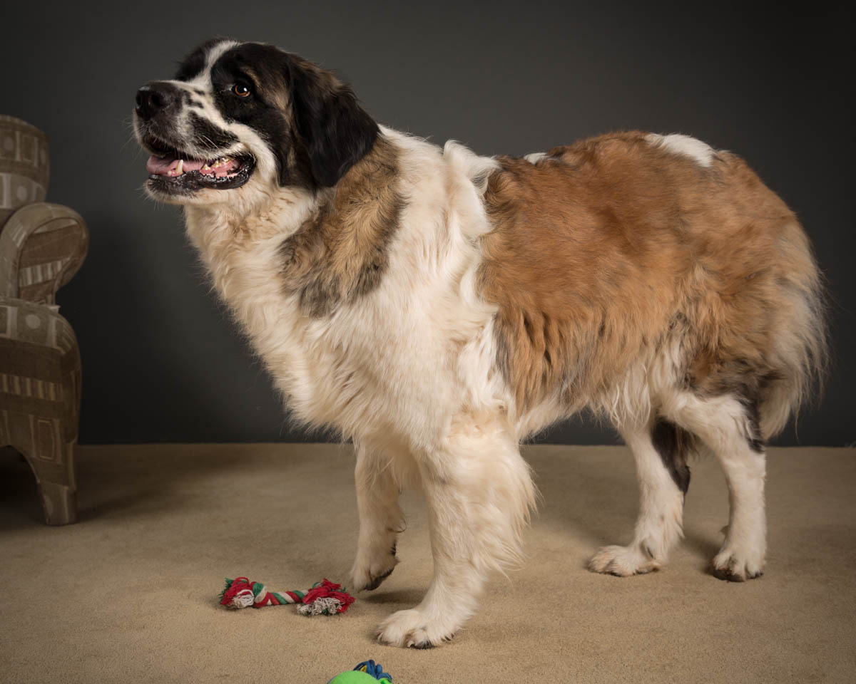 Baby Darla, Senior Female unknown