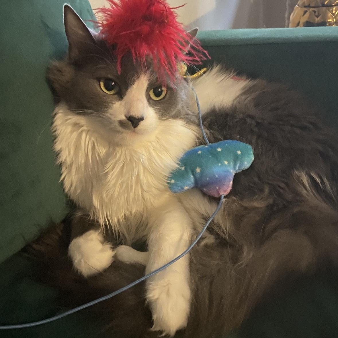 Boo, Adoptable, Adult Female Domestic Long Hair.