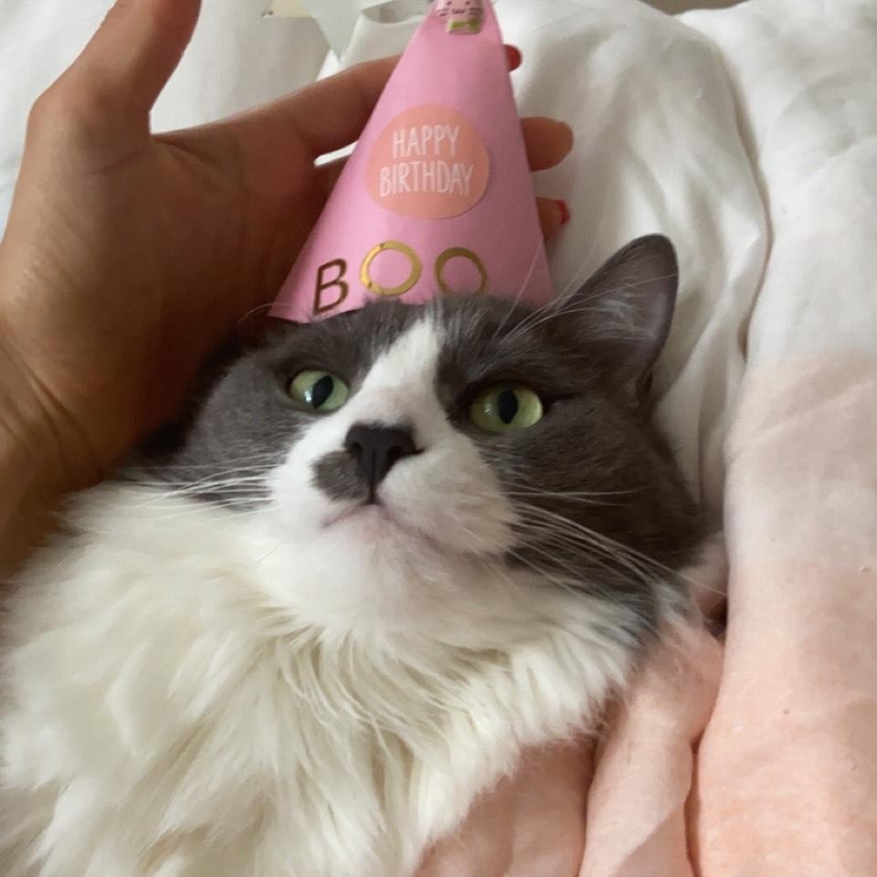 Boo, a Adoptable Domestic Long Hair in Huntington Beach, CA image 1/4