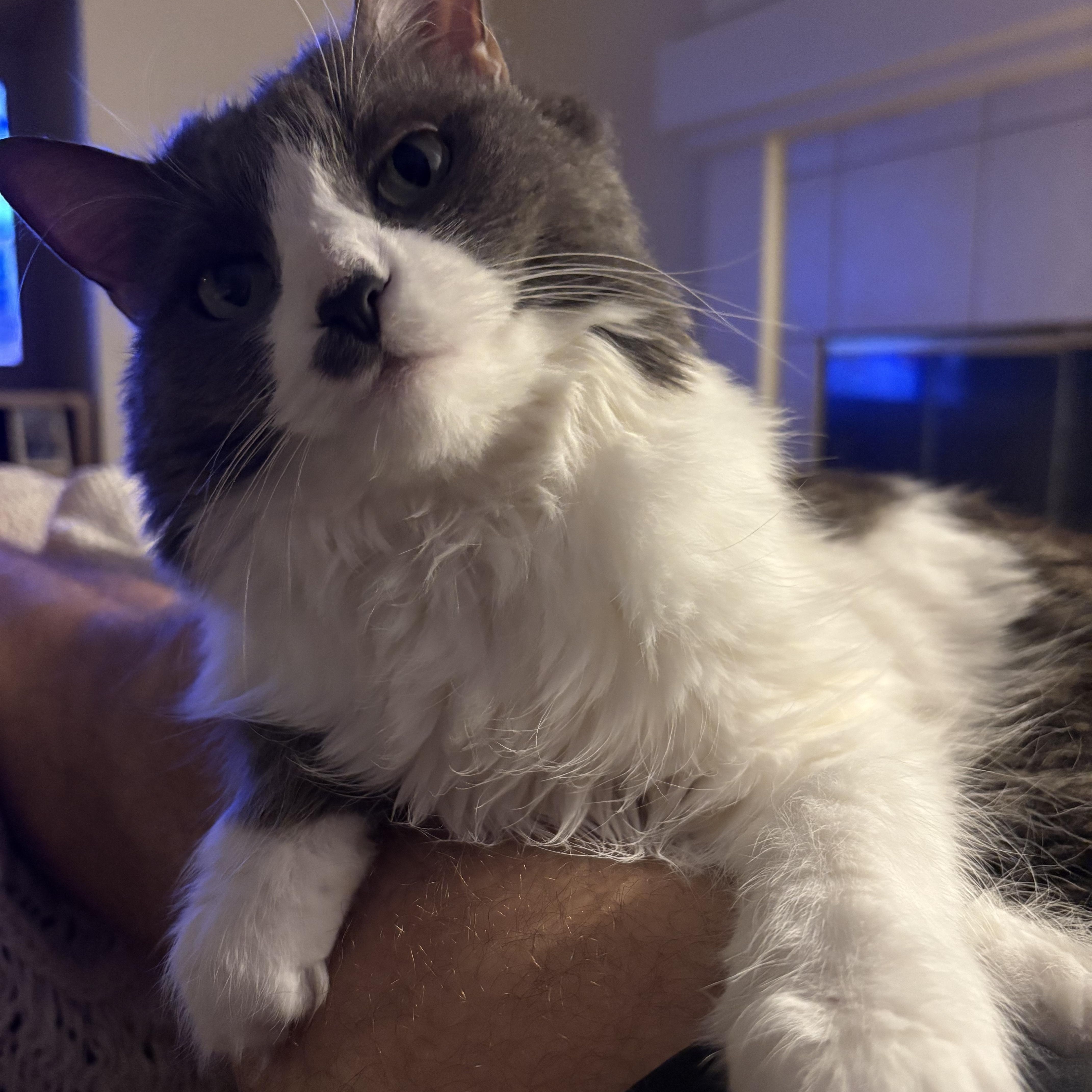 Boo, a Adoptable Domestic Long Hair in Huntington Beach, CA image 3/4