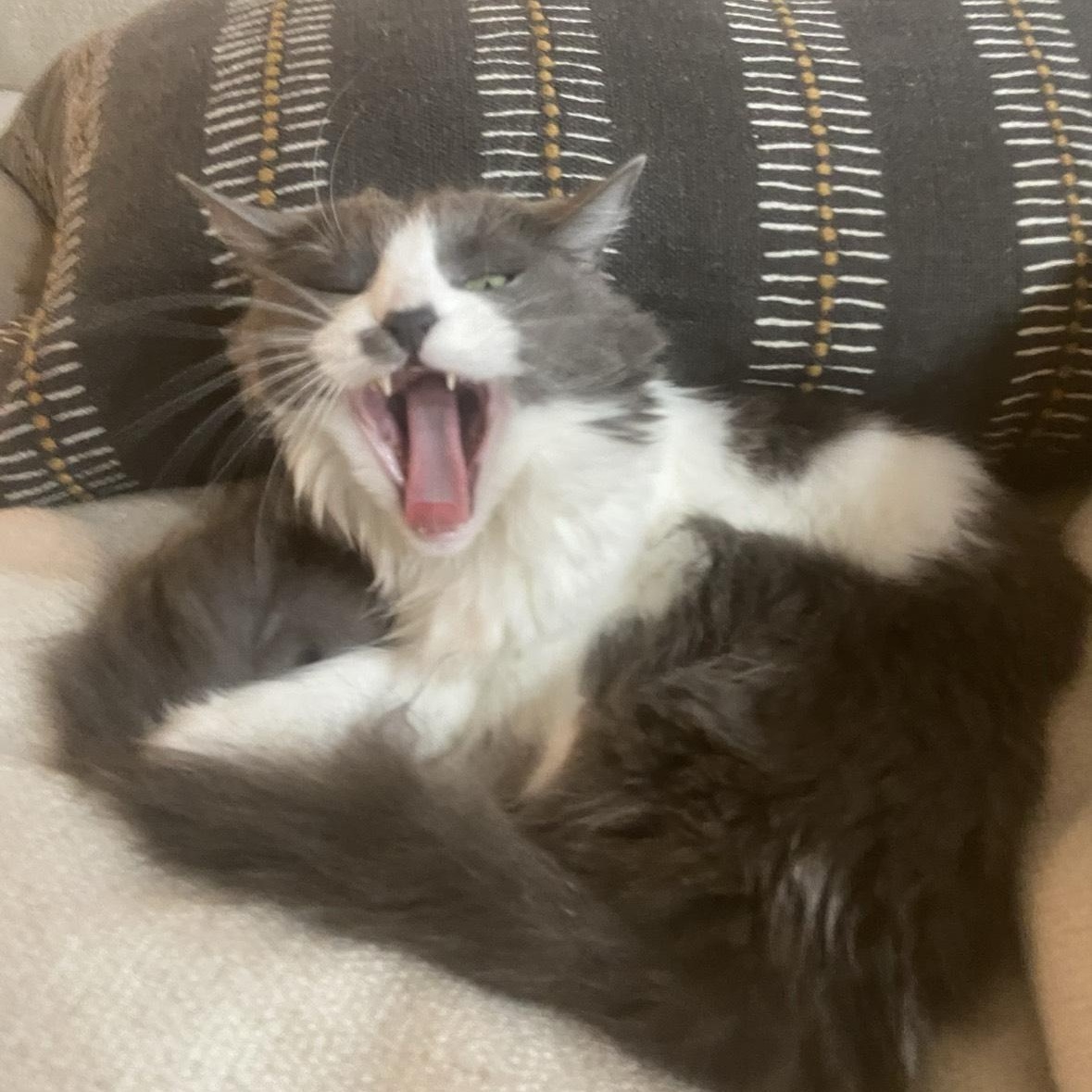 Boo, a Adoptable Domestic Long Hair in Huntington Beach, CA image 4/4