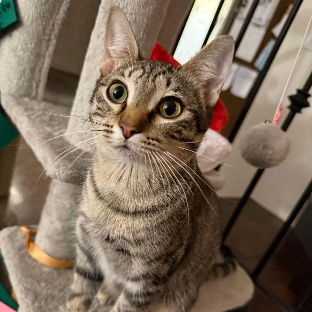 Anna, Adoptable, Young Female Domestic Short Hair.