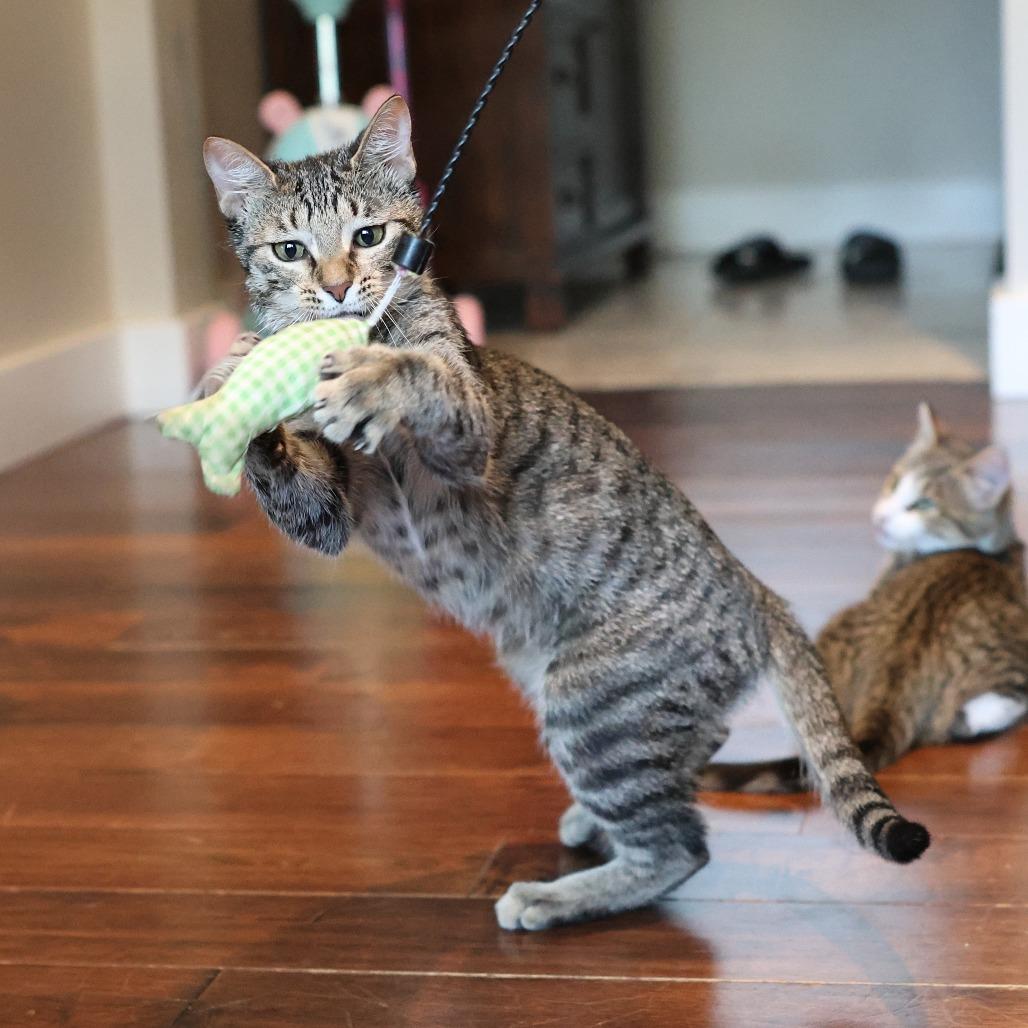 Anna, Adoptable, Young Female Domestic Short Hair.