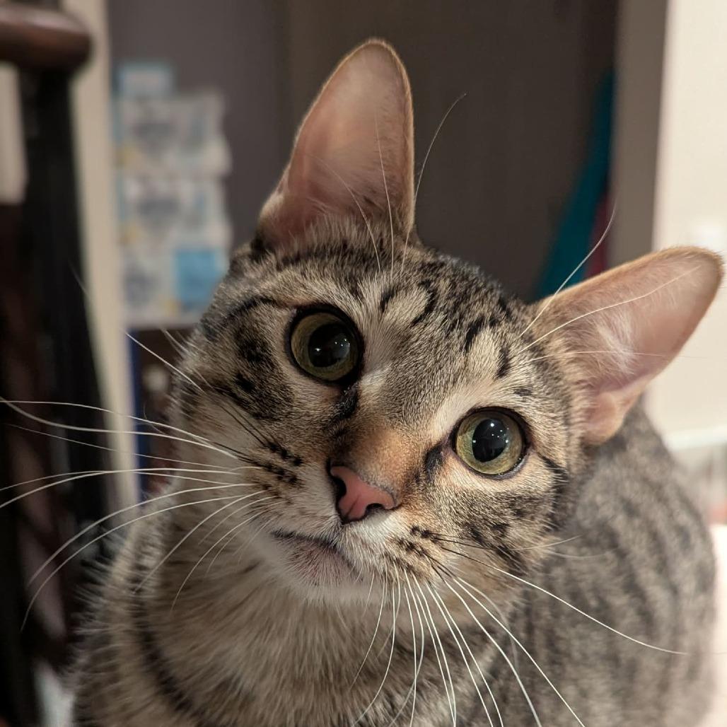 Enlarge Anna, a Adoptable Domestic Short Hair in Calgary, AB image 2/6