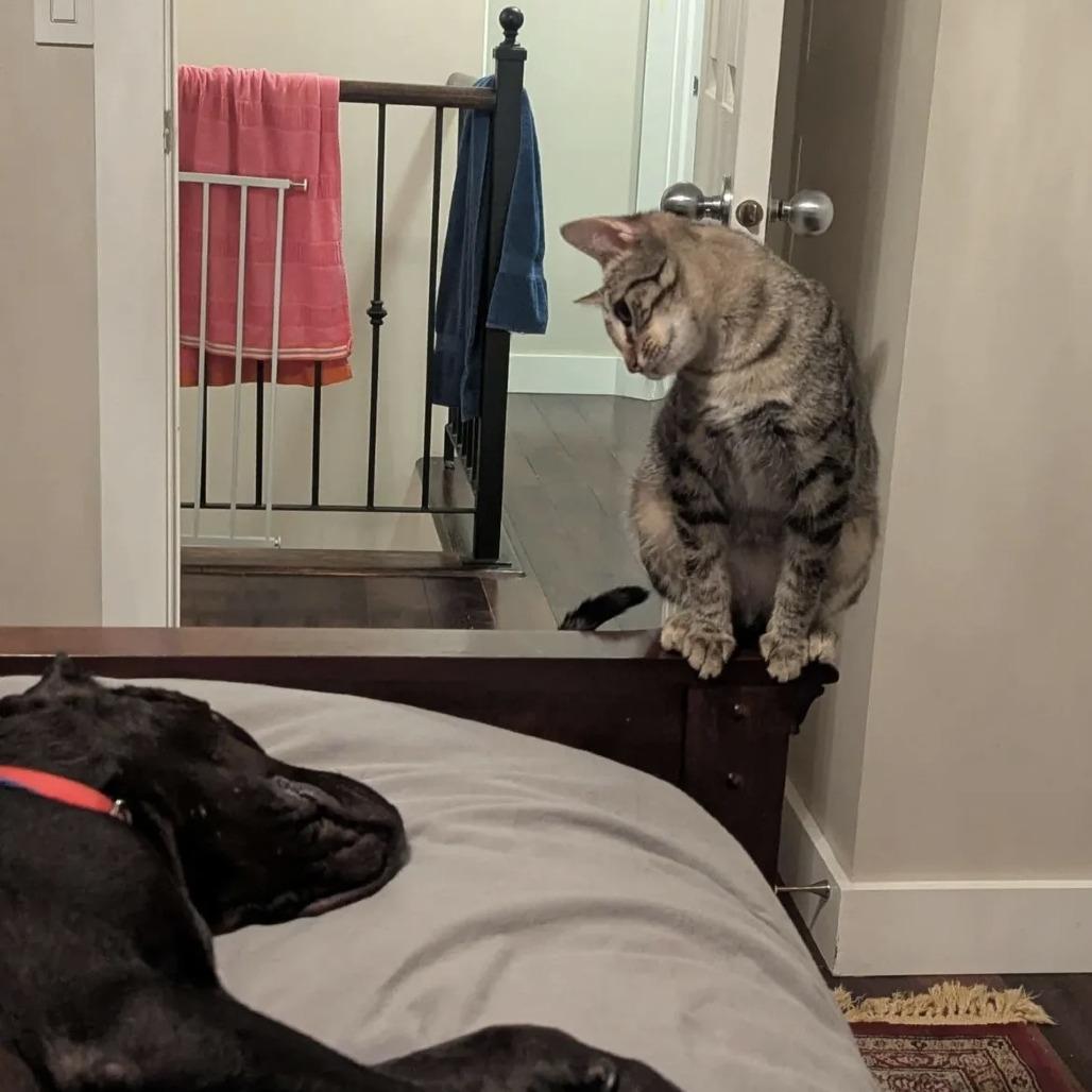 Enlarge Anna, a Adoptable Domestic Short Hair in Calgary, AB image 3/6