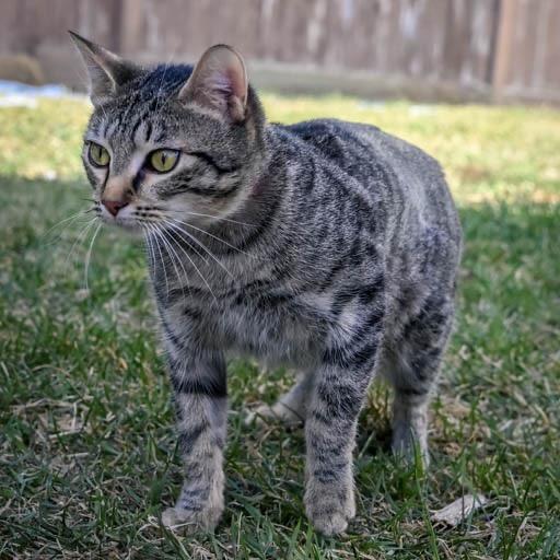 Enlarge Anna, a Adoptable Domestic Short Hair in Calgary, AB image 3/6