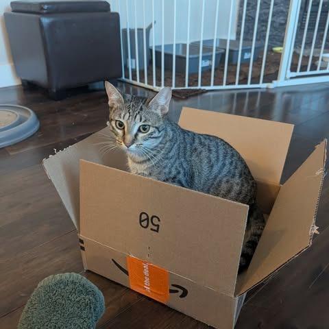 Enlarge Anna, a Adoptable Domestic Short Hair in Calgary, AB image 4/6