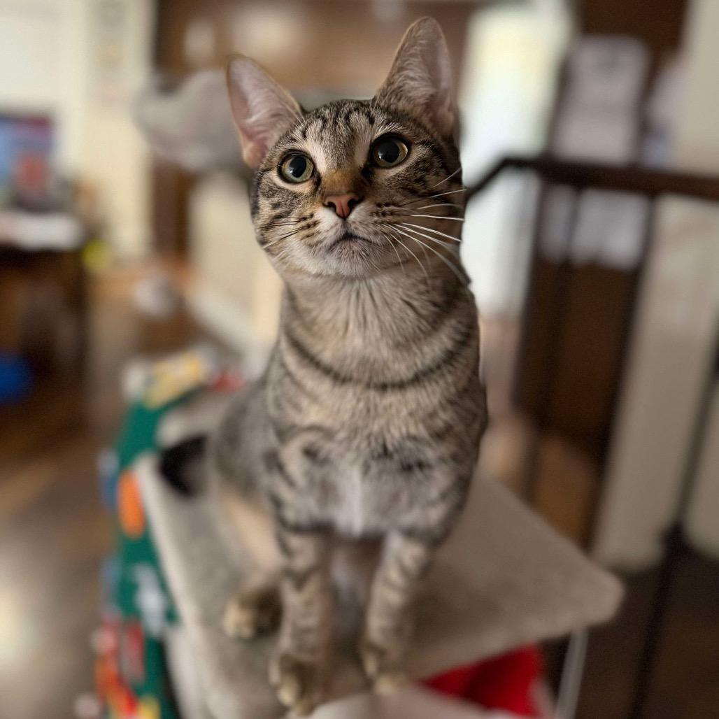 Enlarge Anna, a Adoptable Domestic Short Hair in Calgary, AB image 5/6