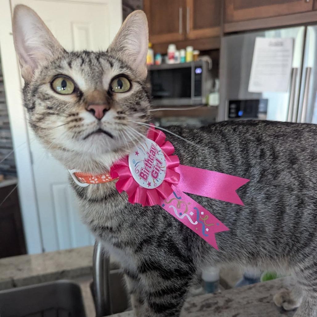 Enlarge Anna, a Adoptable Domestic Short Hair in Calgary, AB image 5/6